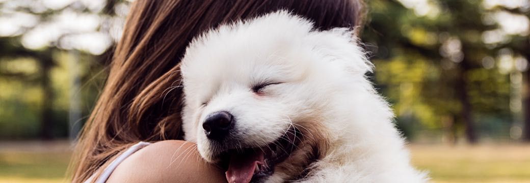 Not such a dog’s life after all