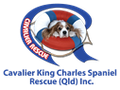 Logo for Cavalier King Charles Spaniel Rescue (Qld) Inc.