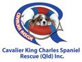 Logo for Cavalier King Charles Spaniel Rescue QLD Inc